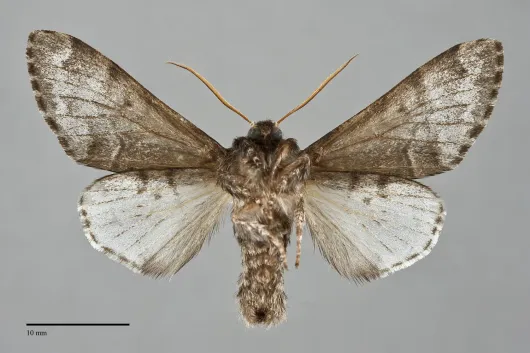Panthea gigantea