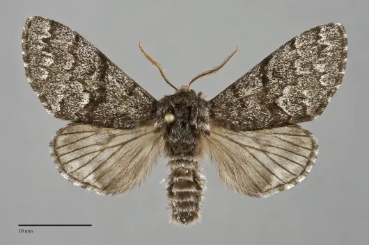 Panthea virginarius