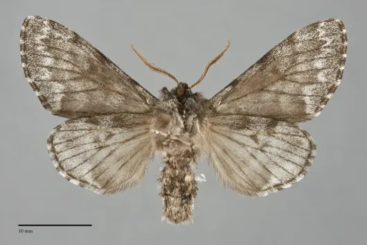 Panthea virginarius