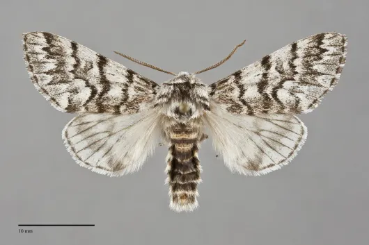 Panthea virginarius