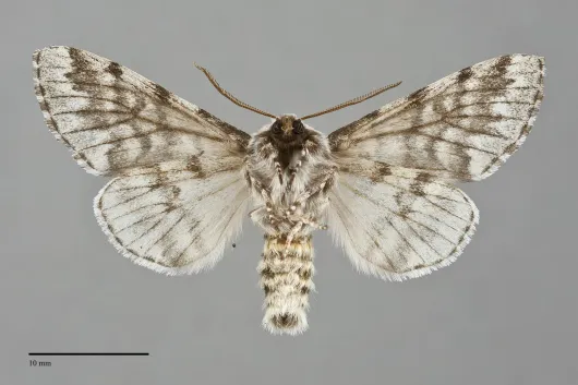 Panthea virginarius