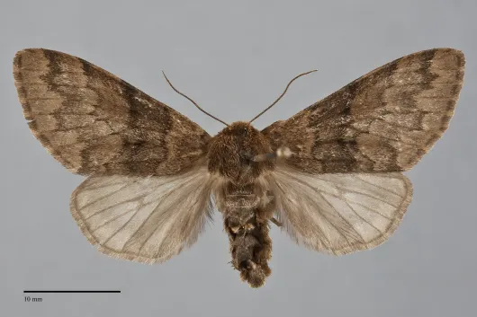 Panthea virginarius