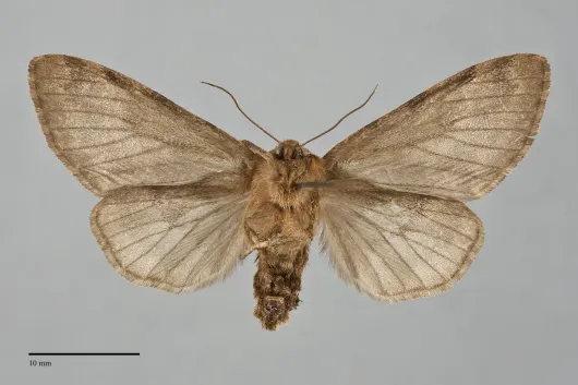 Panthea virginarius