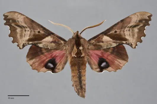 Paonias excaecatus