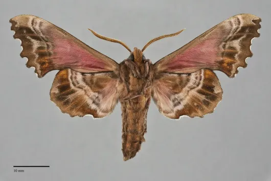 Paonias excaecatus