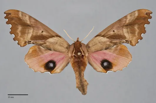 Paonias excaecatus
