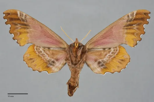 Paonias excaecatus