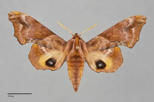 Paonias myops