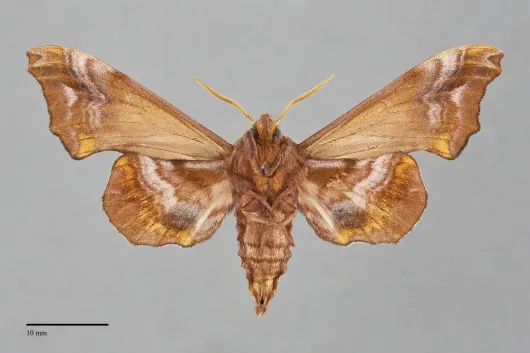 Paonias myops