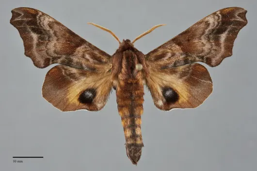 Paonias myops
