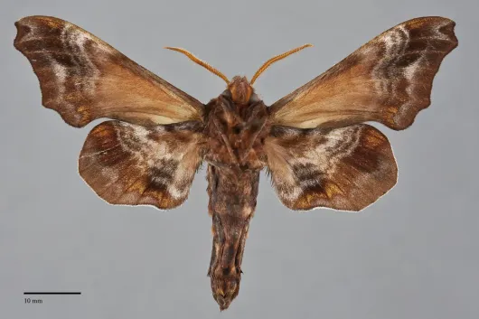 Paonias myops