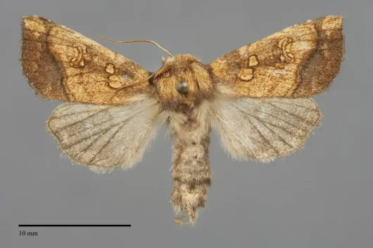 Papaipema harrisii