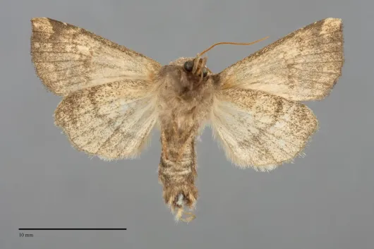 Papaipema harrisii