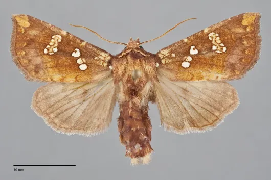 Papaipema insulidens