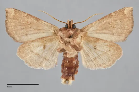 Papaipema insulidens