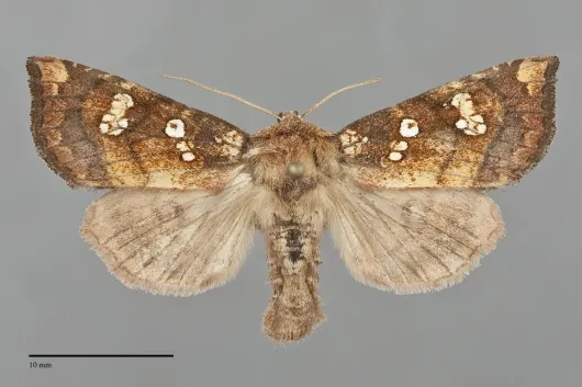 Papaipema insulidens