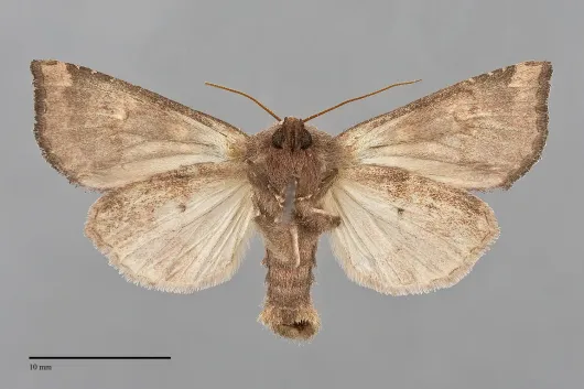 Papaipema insulidens