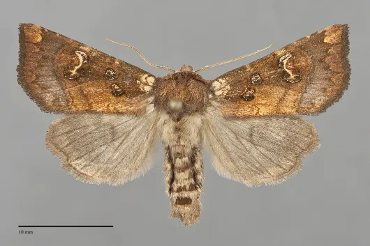 Papaipema insulidens
