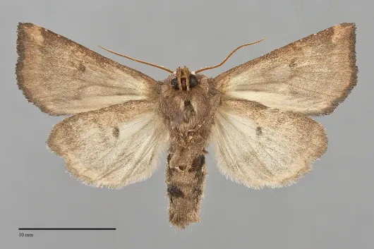 Papaipema insulidens
