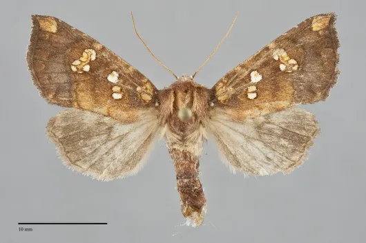 Papaipema insulidens