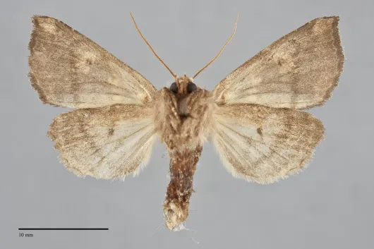 Papaipema insulidens