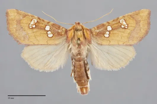 Papaipema limata