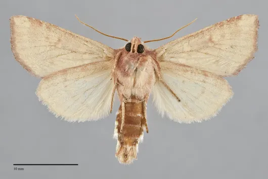 Papaipema limata