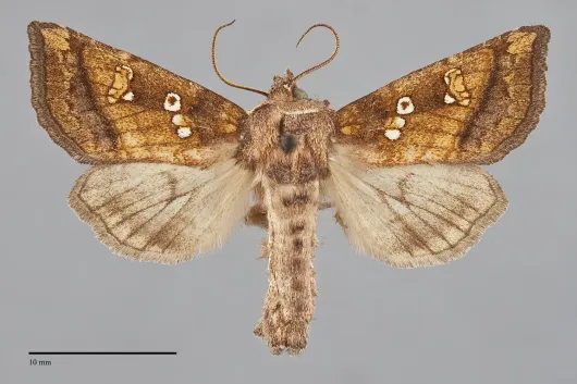 Papaipema sauzalitae