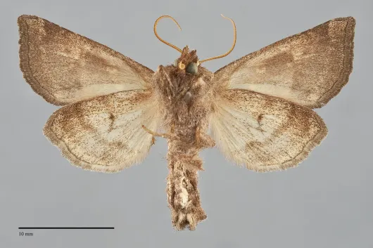 Papaipema sauzalitae