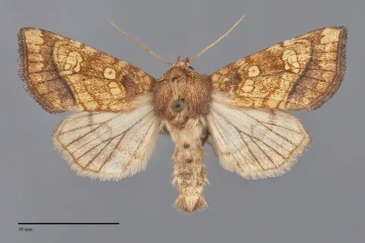 Papaipema sauzalitae