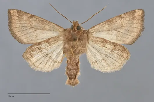 Papaipema sauzalitae