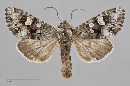 Papestra biren