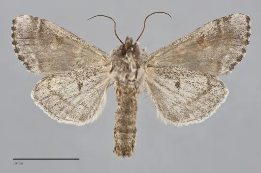 Papestra biren