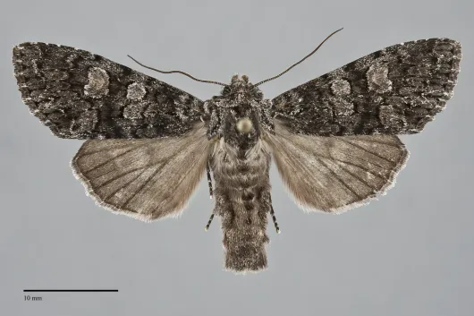 Papestra invalida