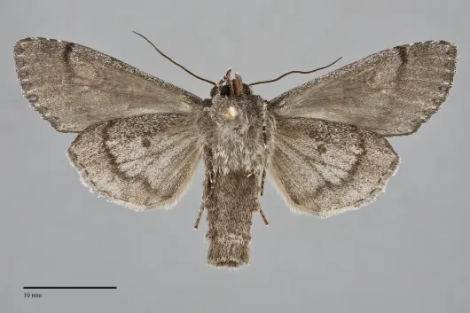 Papestra invalida