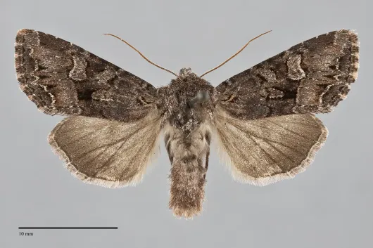 Papestra quadrata