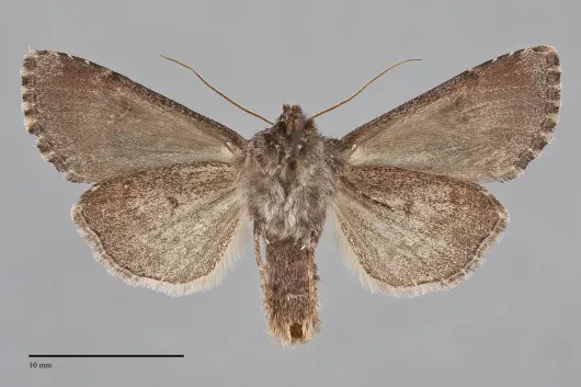 Papestra quadrata