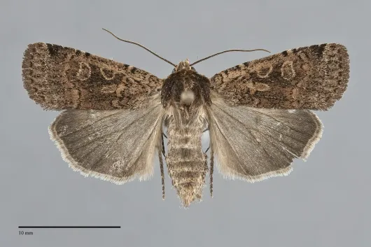 Parabagrotis cupidissima