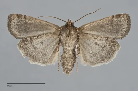 Parabagrotis cupidissima
