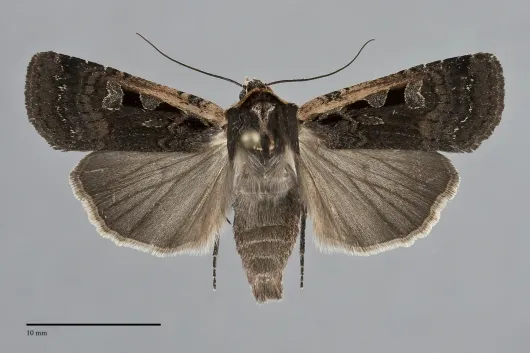 Parabagrotis exsertistigma