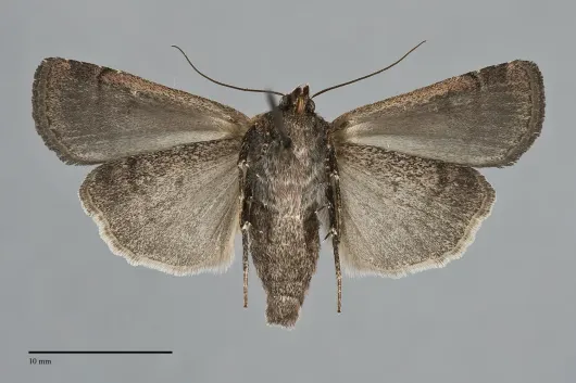 Parabagrotis exsertistigma