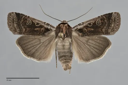 Parabagrotis formalis