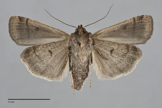 Parabagrotis formalis