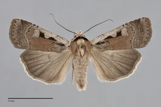 Parabagrotis formalis