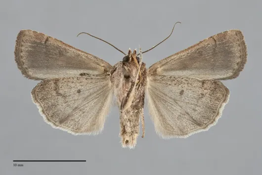 Parabagrotis formalis