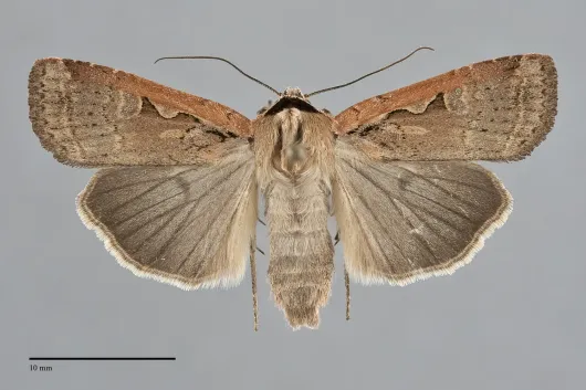 Parabagrotis formalis
