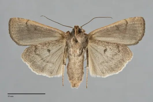 Parabagrotis formalis