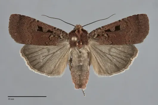 Parabagrotis insularis
