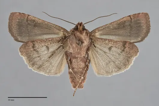 Parabagrotis insularis
