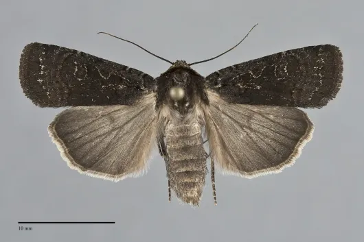 Parabagrotis insularis